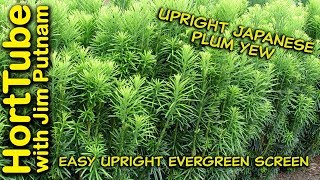 Upright Japanese Plum Yew In 2 Minutes  Narrow Screening Plant [upl. by Beekman692]