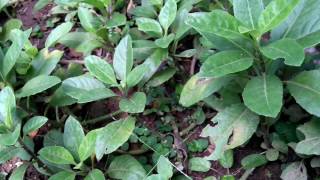 Longevity Spinach Plant Gynura procumbens  Herb Plants  Exotic Plant [upl. by Nekcerb]