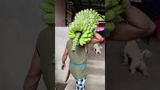 napakinabangan na tanim na saging sa bakuran [upl. by Atterol]