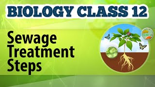 Sewage Treatment Steps  Microbes in Human Welfare  Biology Class 12 [upl. by Ransell]