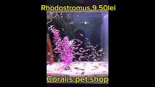 Hemigrammus rhodostomus [upl. by Sabas]