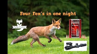 four foxes in one night [upl. by Janus]