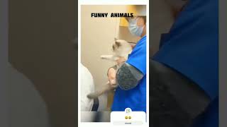 Animals funny moment cat catfunny [upl. by Ecinert]