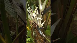 Strelitzia Nicolai [upl. by Esteban]