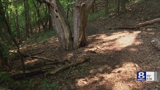 NYSDEC Elm Zigzag Sawfly poses a threat but more research is needed [upl. by Merle409]