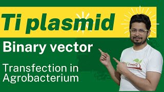 Binary vector ti plasmid  transfection in plant agrobacterium tumefaciens [upl. by Denten232]