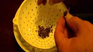 HOW TO GROW TOBACCO PART 10 Harvesting The Seeds [upl. by Namra]