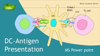 Antigen Presentation  Structure  Illustration  Design with MS power point  Basic Science Series [upl. by Clein]