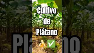 El Platanal 🍌 Conoces algún otro tipo de Plátano viral world agriculture platanos shorts agro [upl. by Darrelle575]