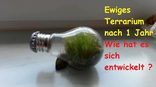 Ewiges Terrarium ein Jahr später – Wie hat es sich nach einem Jahr  1  entwickelt [upl. by Ttegirb]