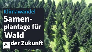 Klimawandel Samenbanken für Wälder der Zukunft  Abendschau  BR24 [upl. by Dnalyram]