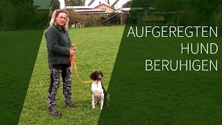 Aufgeregten Hund beruhigen ► Aufgeregter Hund ► Das geeignete Hundetraining [upl. by Nniuqal]