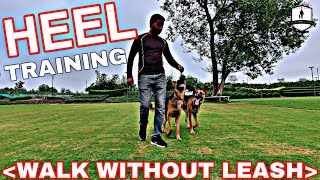 German Shepherd Training Day 5  How to train your Dog Walk Without Leash quotHeelquot Hindi [upl. by Mercola858]