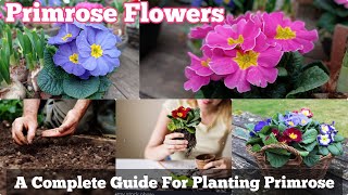 A Complete Guide for Planting Primula Flowers  Primrose Informations [upl. by Leynad]