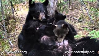 ARCHIVES  May 6 2007  June the Black Bear  Hungry Cubs [upl. by Ailehs390]