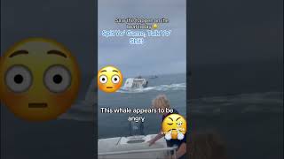 This Whale appears to be angry viral viraltiktok news viralvideo viralshorts new viralreels [upl. by Ralfston]