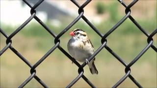 Pintailed Whydah Singing California [upl. by Ballinger740]