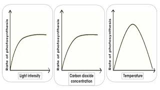 Photosynthesis Limited Factors [upl. by Ahsilem]