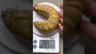 Hercules Beetle Larvae larva beetle insects [upl. by Aned]