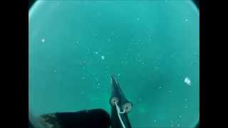 spearfishing lancelin australia [upl. by Jeconiah]