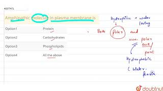 Amphipathic molecule in plasma membrane is [upl. by Kerry]