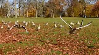 Greylag Geese deciding whether to fly [upl. by Durware248]