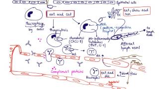 Brandls Basics Innate immune response to extracellular bacteria [upl. by Annohsat]