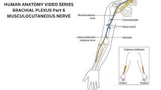 Musculocutaneous Nerve [upl. by Ellerred657]