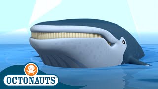 Octonauts  The Humpback Whales Rescue 🐋  Season 3  Cartoons for Kids [upl. by Notlim828]