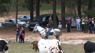 Riópar Las vacas trashumantes de Papín 2014 [upl. by Irrac901]