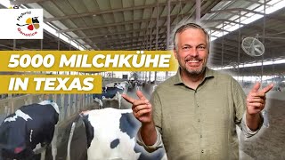 Tausende Milchkühe in Texas [upl. by Giefer963]