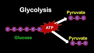 Glycolysis MADE EASY [upl. by Tanah814]