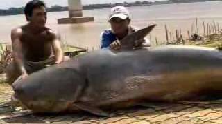 Giant Catfish of Mekong River weighs over 600LBS [upl. by Trebor]