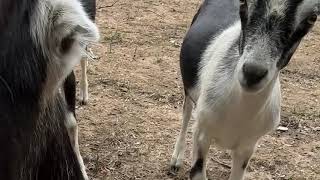 Morning boops from the baby goats homestead goat [upl. by Atnuahs]