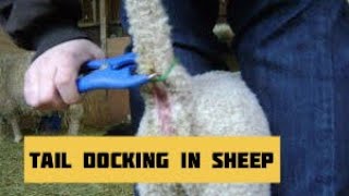 How to dock Dorper Sheep Tail  Dorper Sheep Farming in Kenya [upl. by Noiemad]