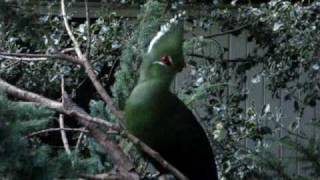 livingstones turaco [upl. by Esinaj827]