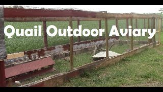 Quail Outdoor Aviary  Quail Coop Outdoor  Raise Quail Outdoor  How to build Quail coop or Cage [upl. by Adnouqal]