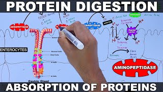 Digestion and Absorption of Proteins [upl. by Eglanteen369]