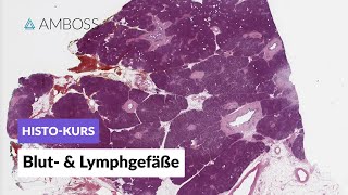 Histologie von Blutgefäßen und Lymphgefäßen  Mikroskopische Anatomie  AMBOSS Video [upl. by Dickinson234]