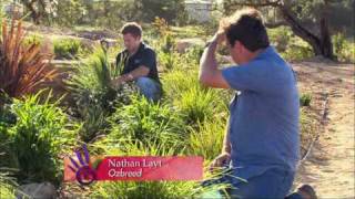 Creating a Low Maintenance Drought Tolerant Garden  Lomandra Dianella and Phormium [upl. by Iiette]