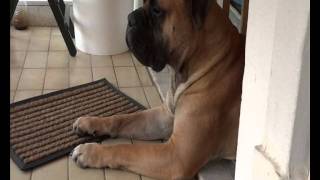 When A Bullmastiff Watching [upl. by Slavic]