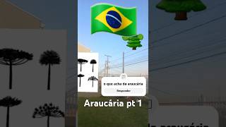 Araucária pt 1 [upl. by Hallsy]