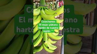 PLÁTANO HARTÓN PREMIUM 👉🏾 AGRICORP SAS urabá agricultura frutas exportaciones agro colombia [upl. by Erdried]