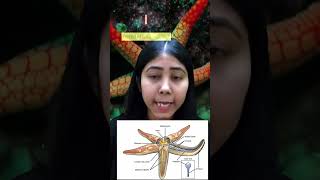 Phylum Echinodermata  General Characteristics Adult And Larvae Symmetry amp Examples  Adhyayanta [upl. by Teews]