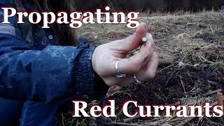 Propagating Red Currants [upl. by Oslec]