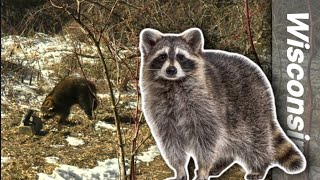 Wisconsin coon calling [upl. by Cappello]