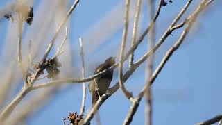 RedWinged Blackbird clicking and singing bird call [upl. by Nelag]