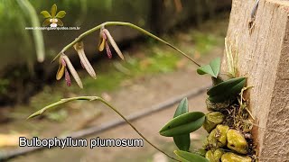 Bulbophyllum plumosum quotComo estou cultivandoquot [upl. by Novyaj]