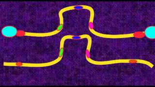 GENETICS 3 CHROMOSOMES PERICENTRIC PARACENTRIC INVERSIONS [upl. by Abbottson]