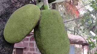 Largest fruit PhanasKathal Artocarpus heterophyll Hindi info multiplecollective fruit [upl. by Resay]